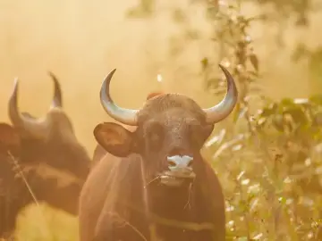 Gaur bull with large curved horns in golden light
