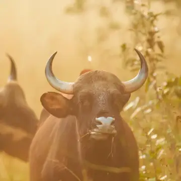 Gaur bull with large curved horns in golden light
