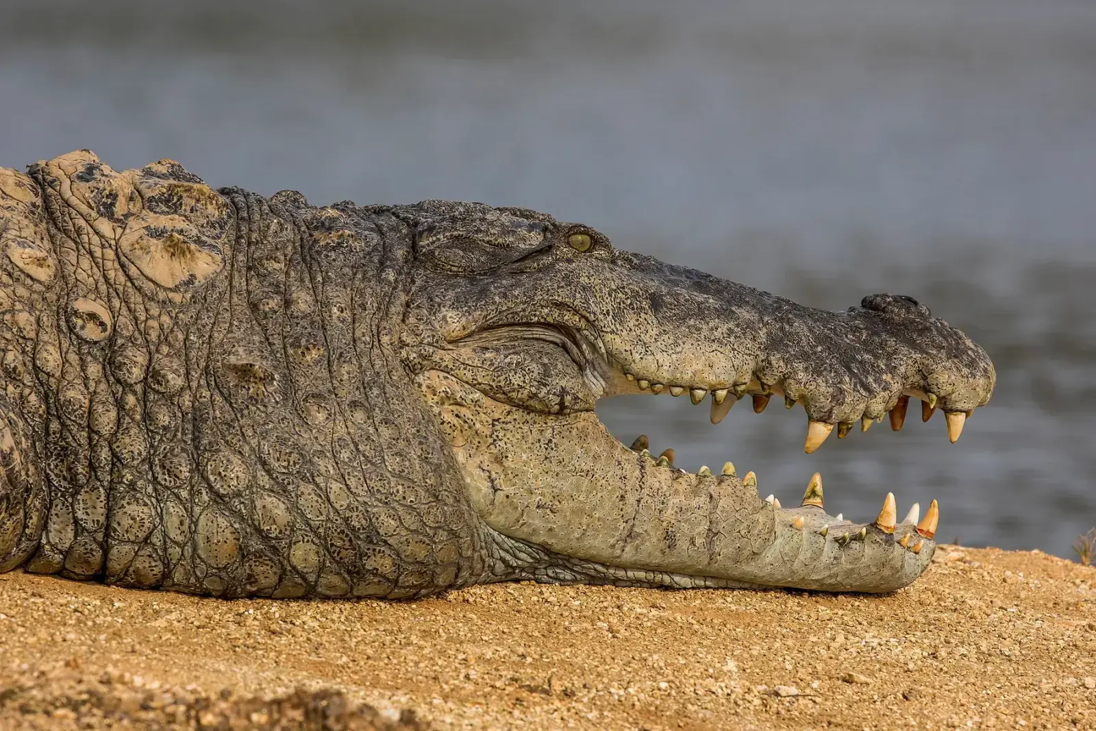 Close view of a mugger crocodile’s head and teeth