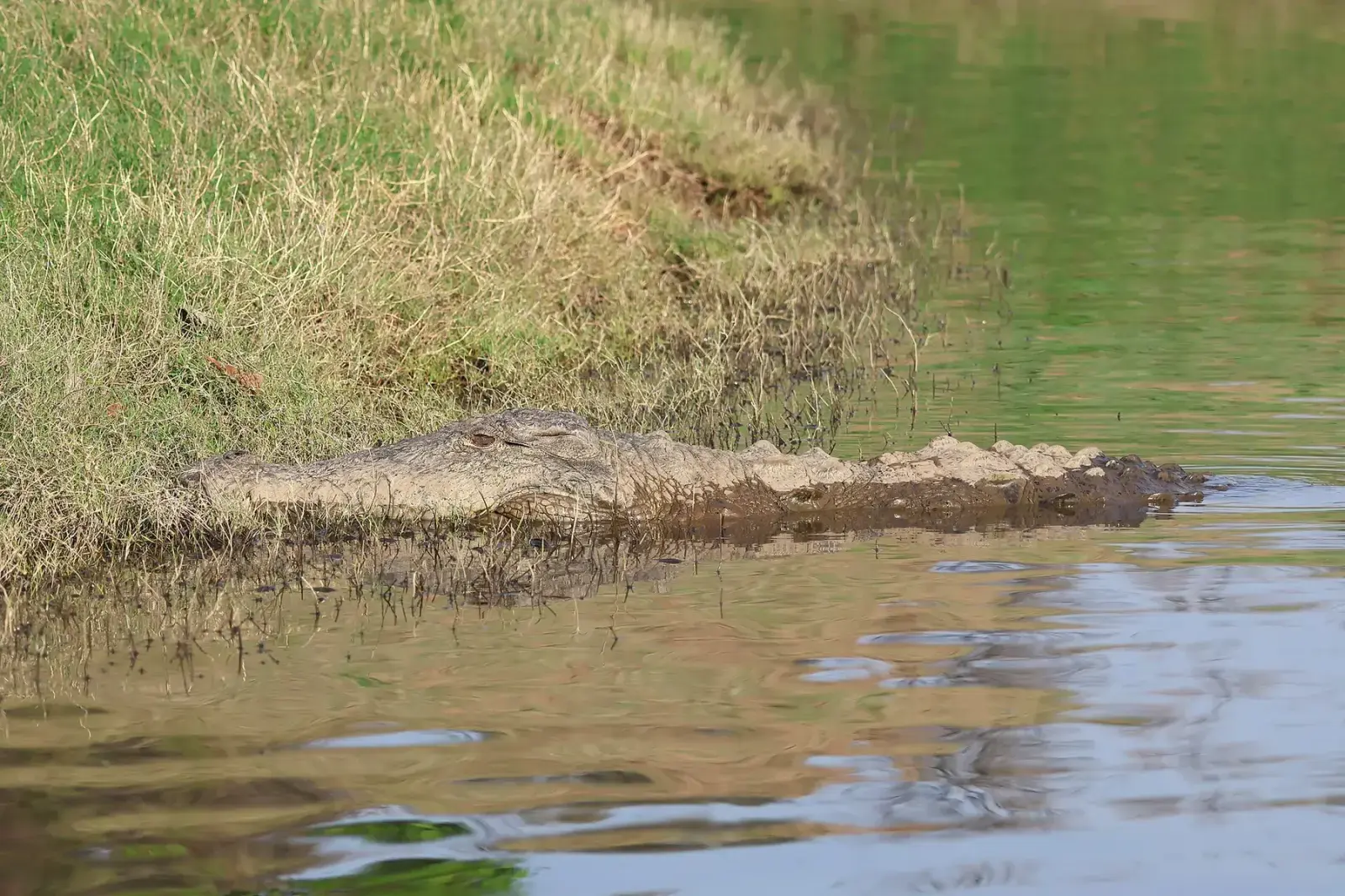 Mugger crocodile basking at a water edge in Satpura National Park