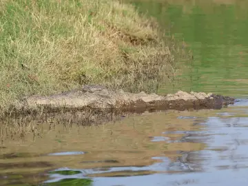 Mugger crocodile basking at a water edge in Satpura National Park