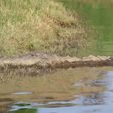 Mugger crocodile basking at a water edge in Satpura National Park