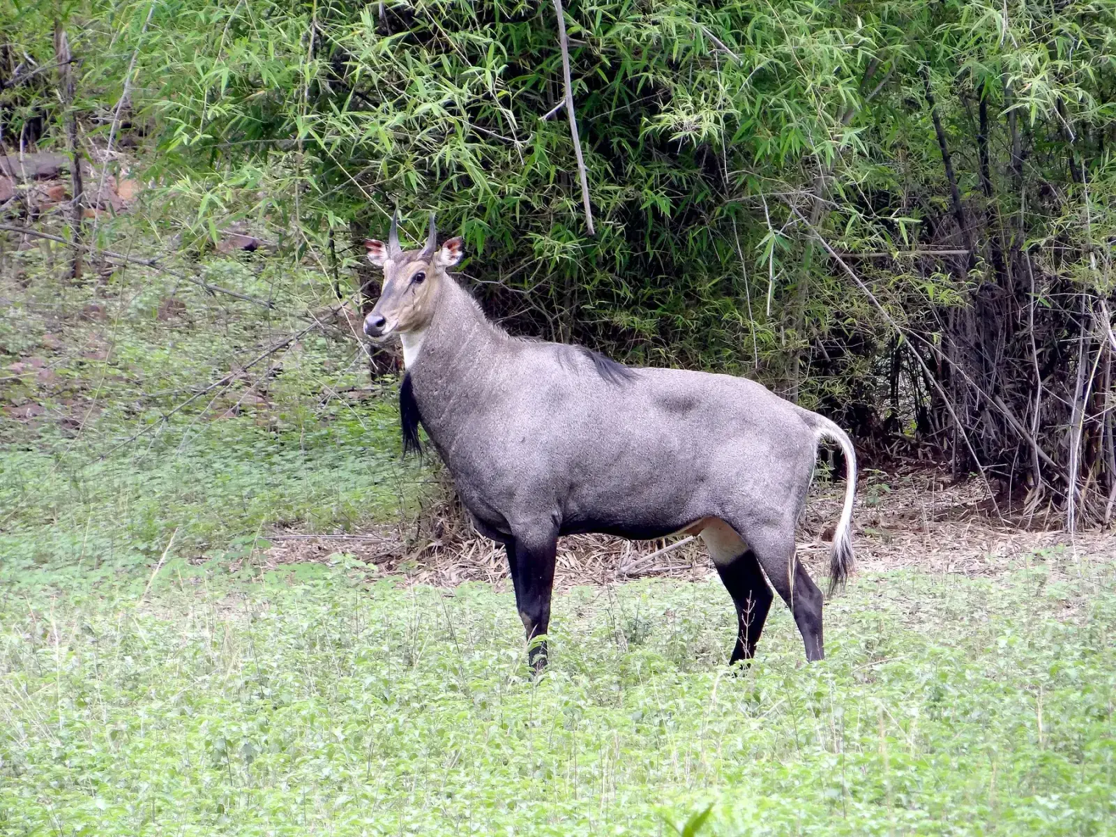 Nilgai bull standing at the forest edge in Tadoba