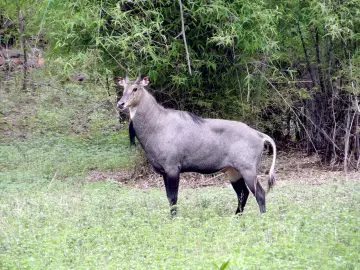 Nilgai bull standing at the forest edge in Tadoba