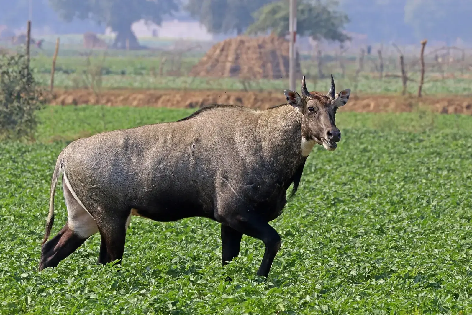 Male nilgai walking through a crop field in Madhya Pradesh