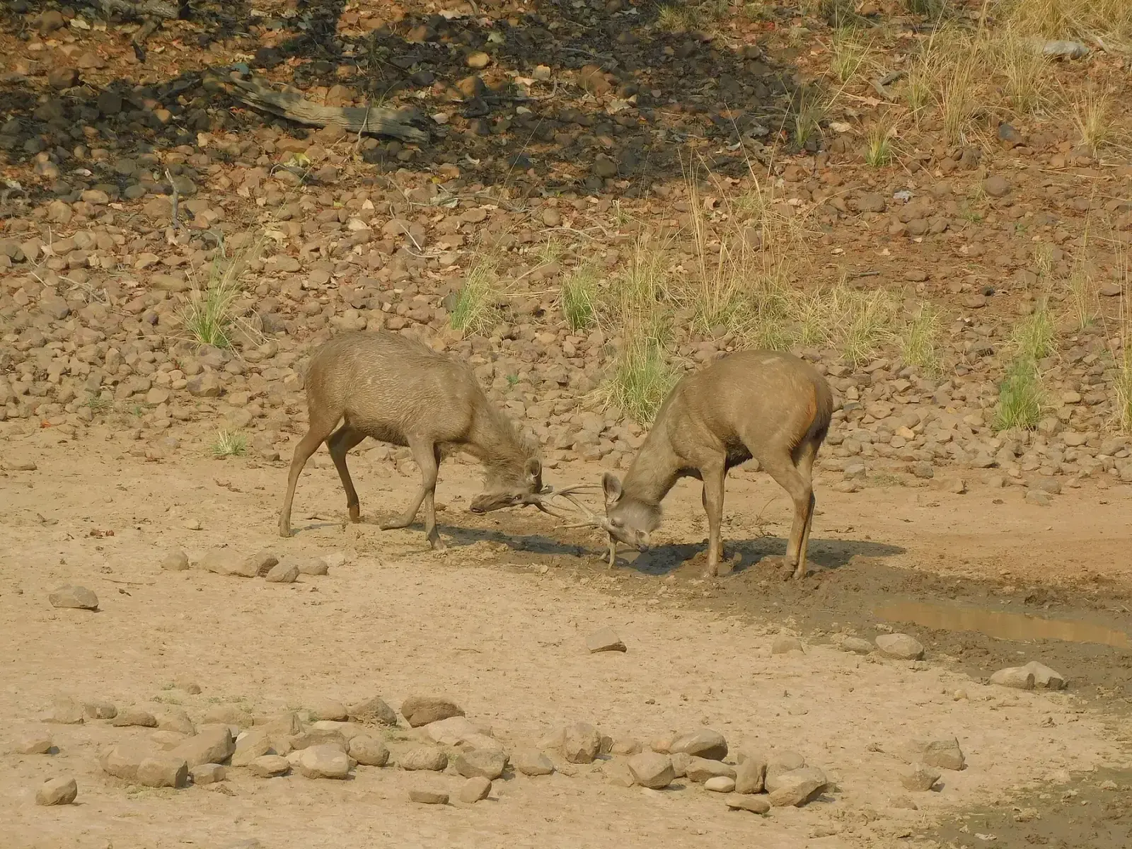 Two sambar stags sparring in Tadoba-Andhari Tiger Reserve