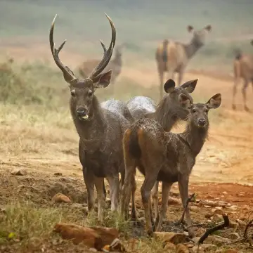 Sambar stag with hinds in Tadoba Tiger Reserve