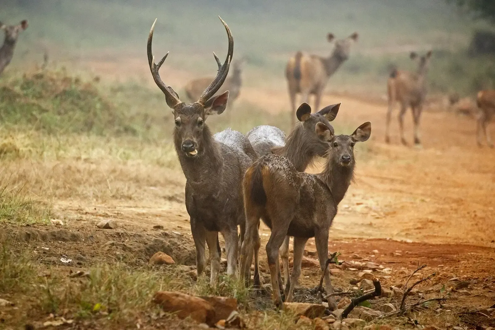 Sambar stag with hinds in Tadoba Tiger Reserve