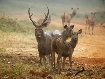 Sambar stag with hinds in Tadoba Tiger Reserve