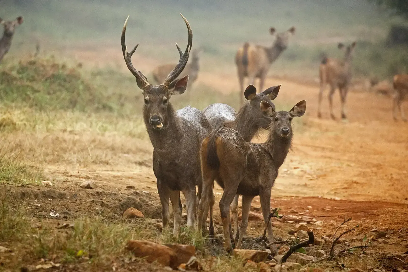 Sambar stag with hinds in Tadoba Tiger Reserve