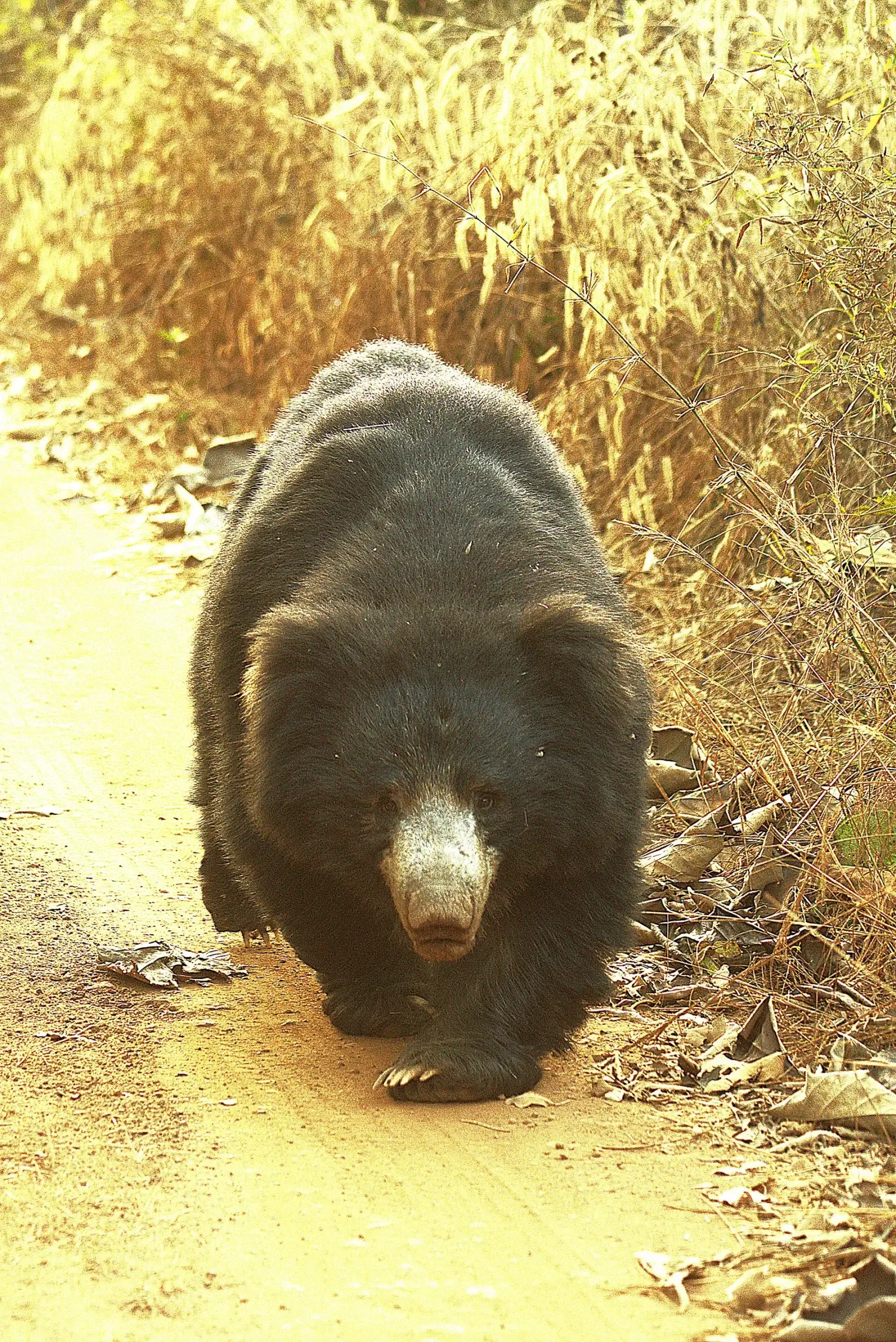Sloth bear walking along a forest track in Tadoba