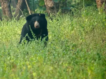 Sloth bear standing in tall green grass in Tadoba