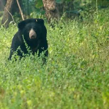 Sloth bear standing in tall green grass in Tadoba