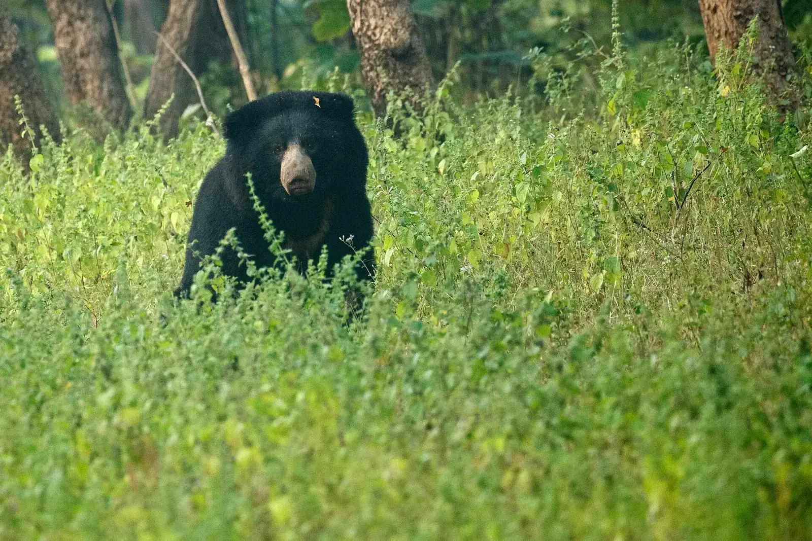 Sloth bear standing in tall green grass in Tadoba