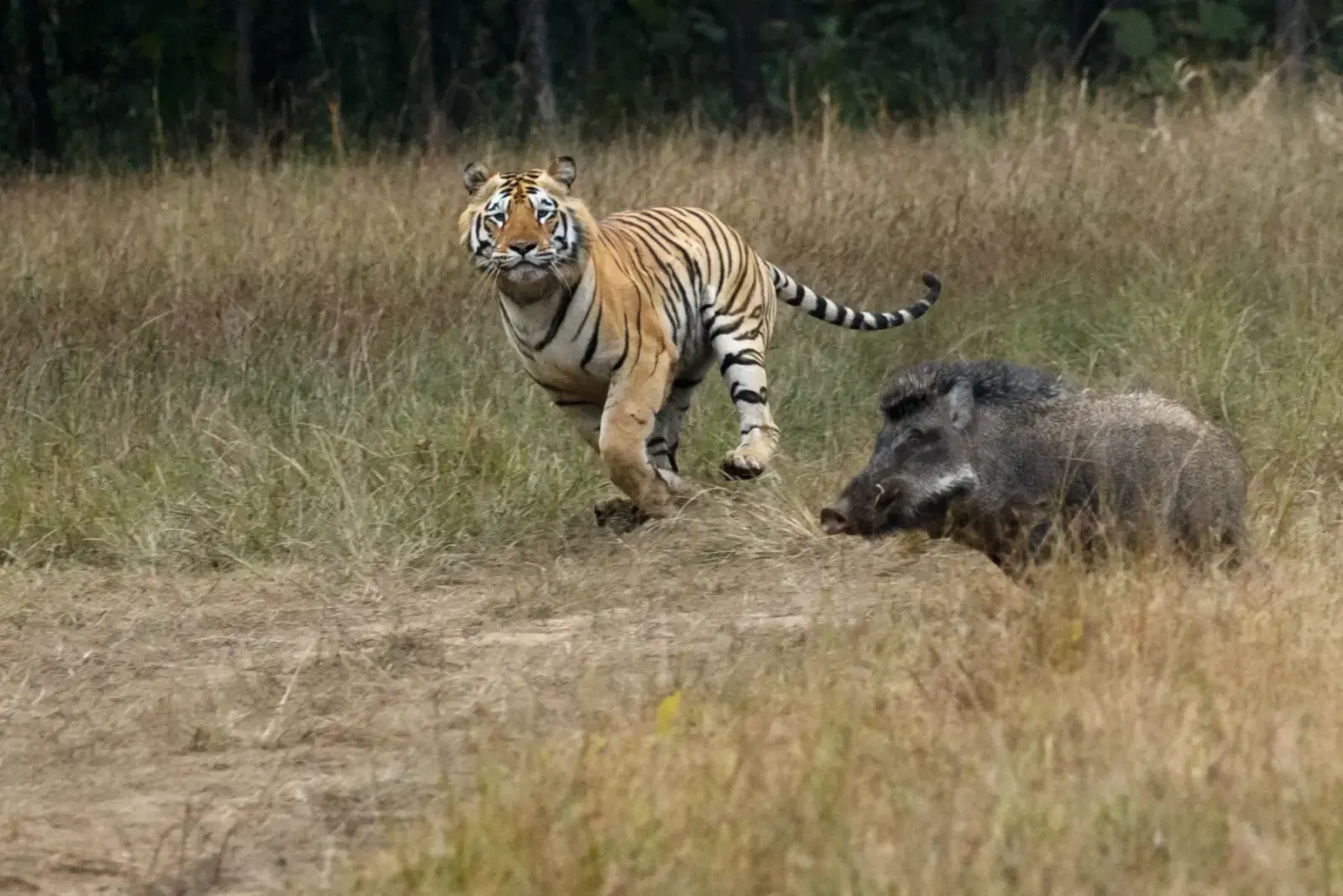 Tiger chasing a wild pig in Tadoba Tiger Reserve