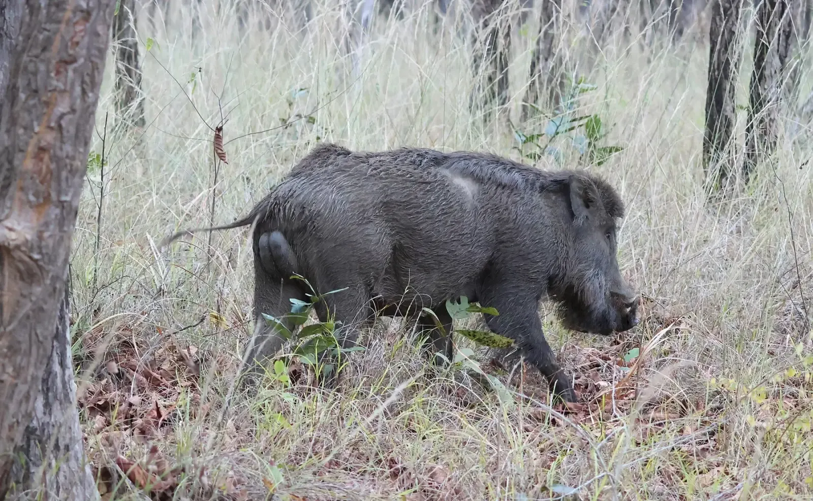 Indian wild boar foraging in dry grass in Satpura National Park