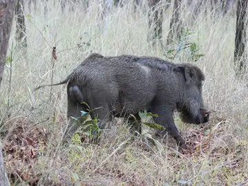 Indian wild boar foraging in dry grass in Satpura National Park