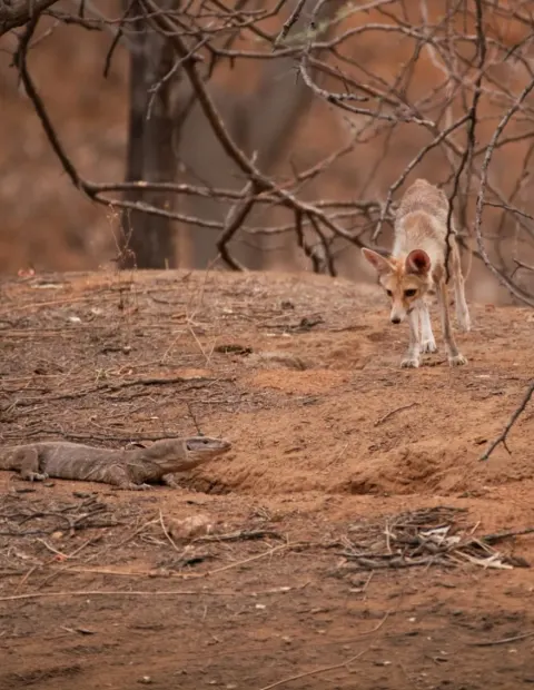 Nagzira Wildlife Safari — Maharashtra