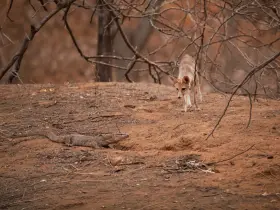 Deer in the forest