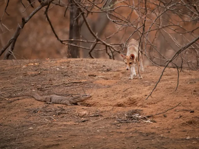 Kanha National Park Safari — Short Break — Madhya Pradesh