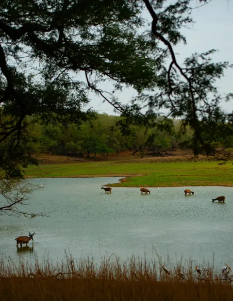 Jawai Bera Leopard Safari — Rajasthan