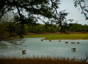 Tadoba wildlife — 3-day itinerary
