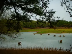 Deer in the forest