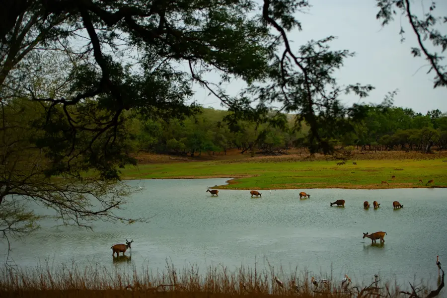 Chital grazing beside a waterhole