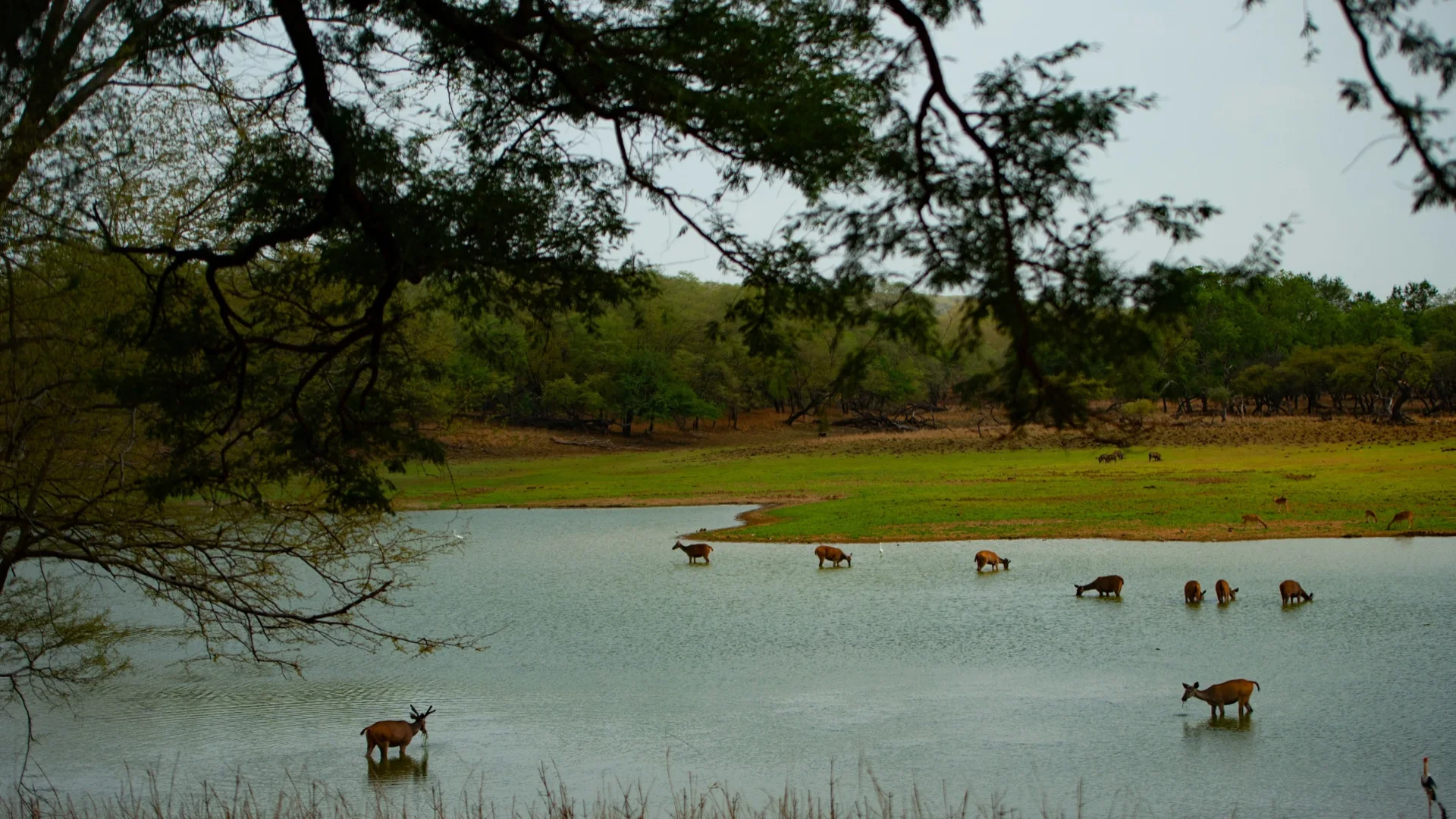 Luxury jungle resort surrounded by Indian forest
