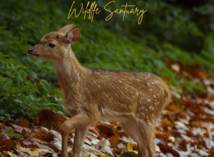 Bandipur wildlife — 3-day itinerary