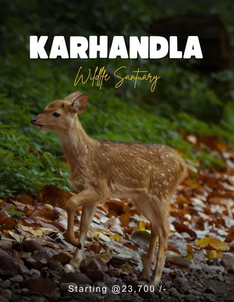 Jhalana Leopard Safari — Rajasthan