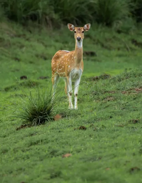 Gir Lion Safari — Short Break — Gujarat