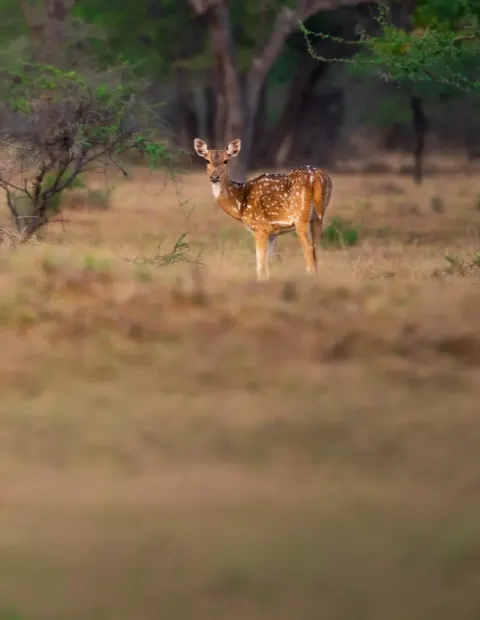 Manas Wildlife Safari — Extended Safari — Assam
