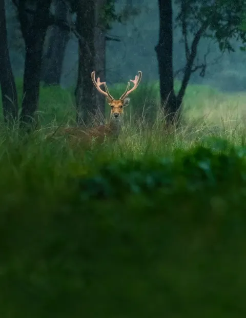 Gir Lion Safari — Extended Safari — Gujarat