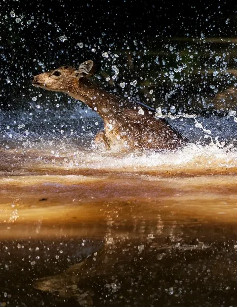 Gir Lion Safari — Extended Safari — Gujarat