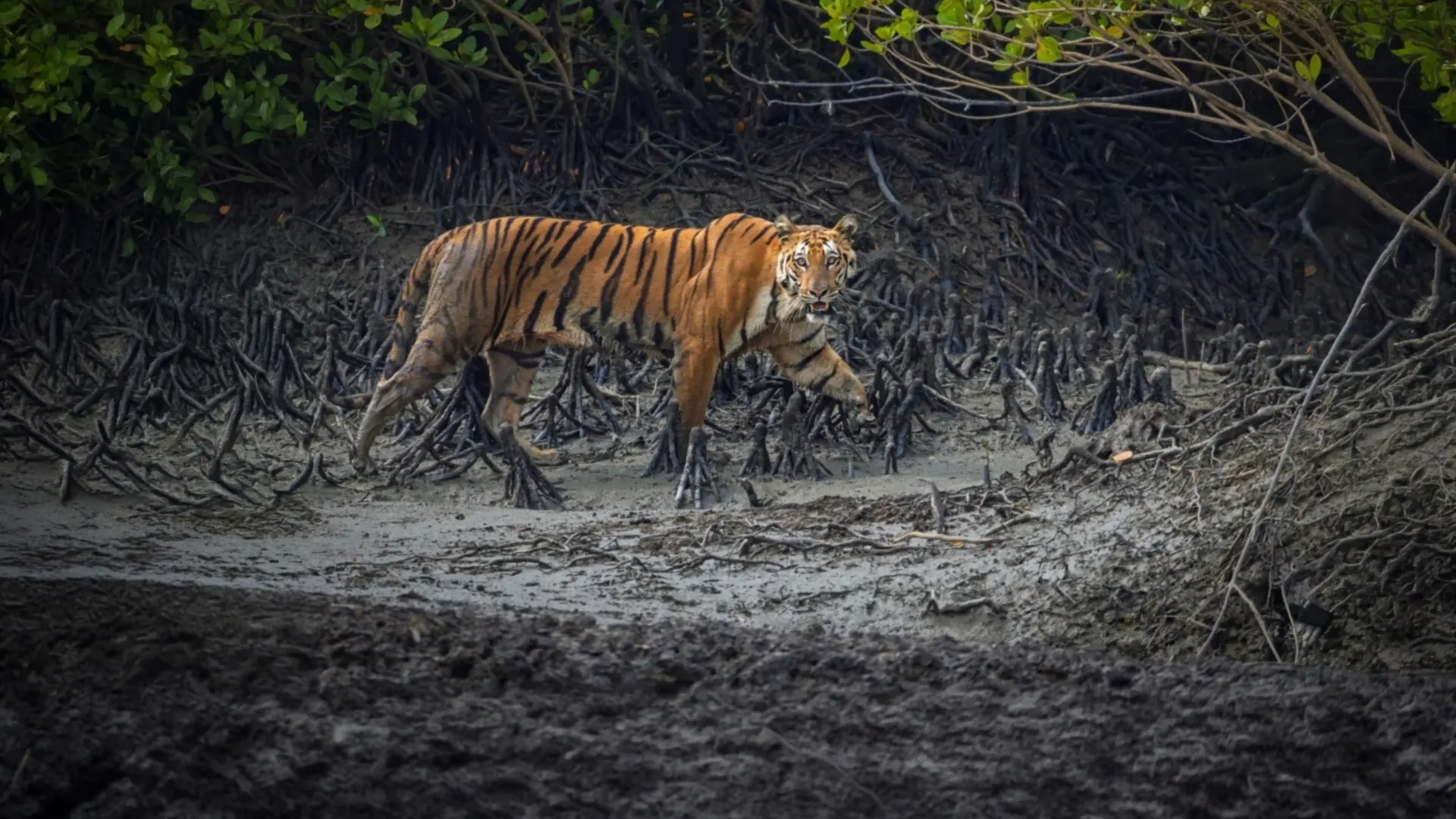 Sunderban safari