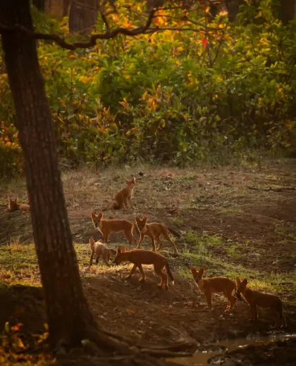 Tadoba vs Pench vs Kanha: Which Tiger Reserve Should You Choose?
