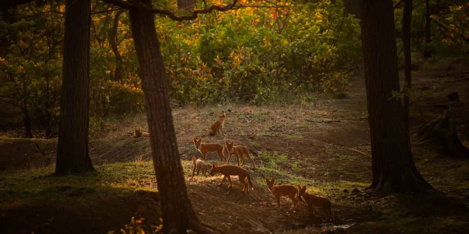 Tadoba vs Pench vs Kanha: Which Tiger Reserve Should You Choose?