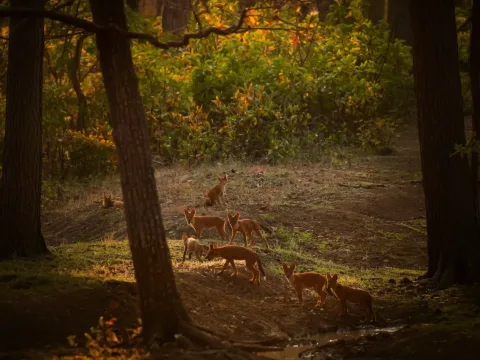 Tadoba vs Pench vs Kanha: Which Tiger Reserve Should You Choose?