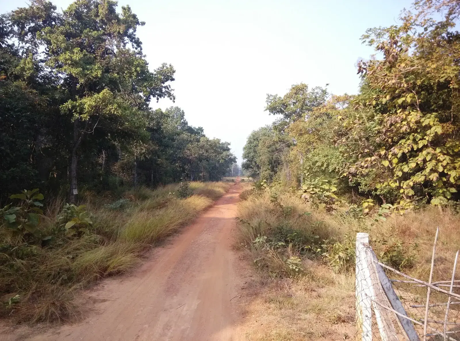 Dirt track at the Andhari buffer entry of Tadoba-Andhari Tiger Reserve