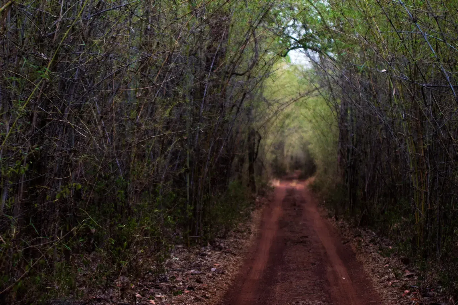 Narrow forest road between dense bamboo stands in Tadoba-Andhari Tiger Reserve