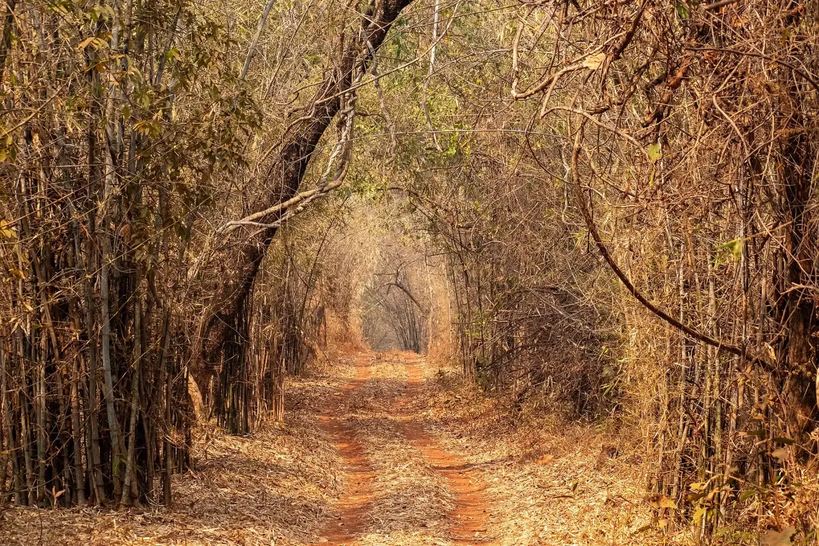 Red-earth safari track running through a tunnel of bamboo in Tadoba