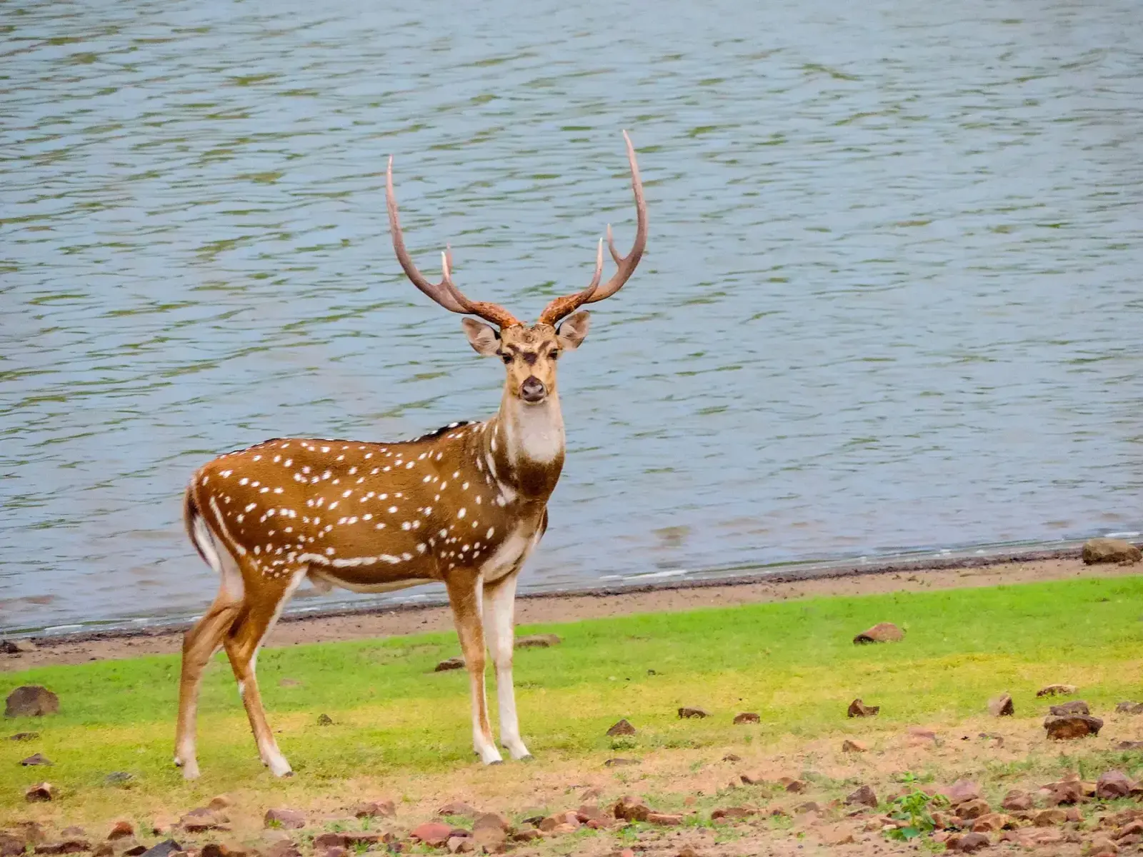 Chital stag standing on the grassy shore of a lake in Tadoba