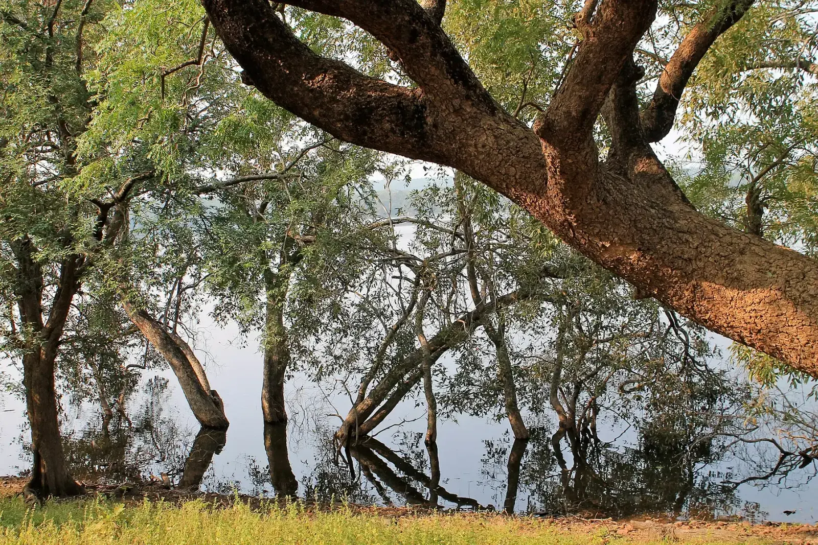 Tadoba lake framed by overhanging trees, home to mugger crocodiles