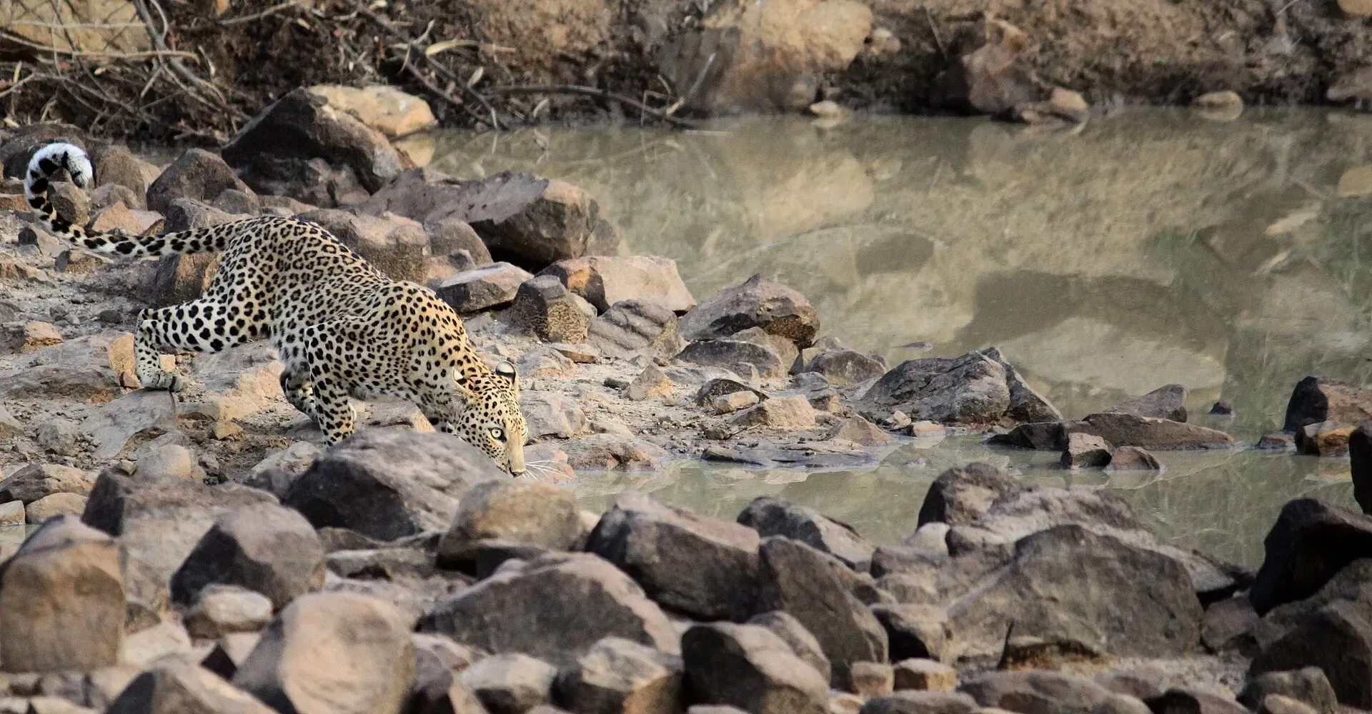 Leopard drinking at a rocky waterhole in Tadoba in the late afternoon