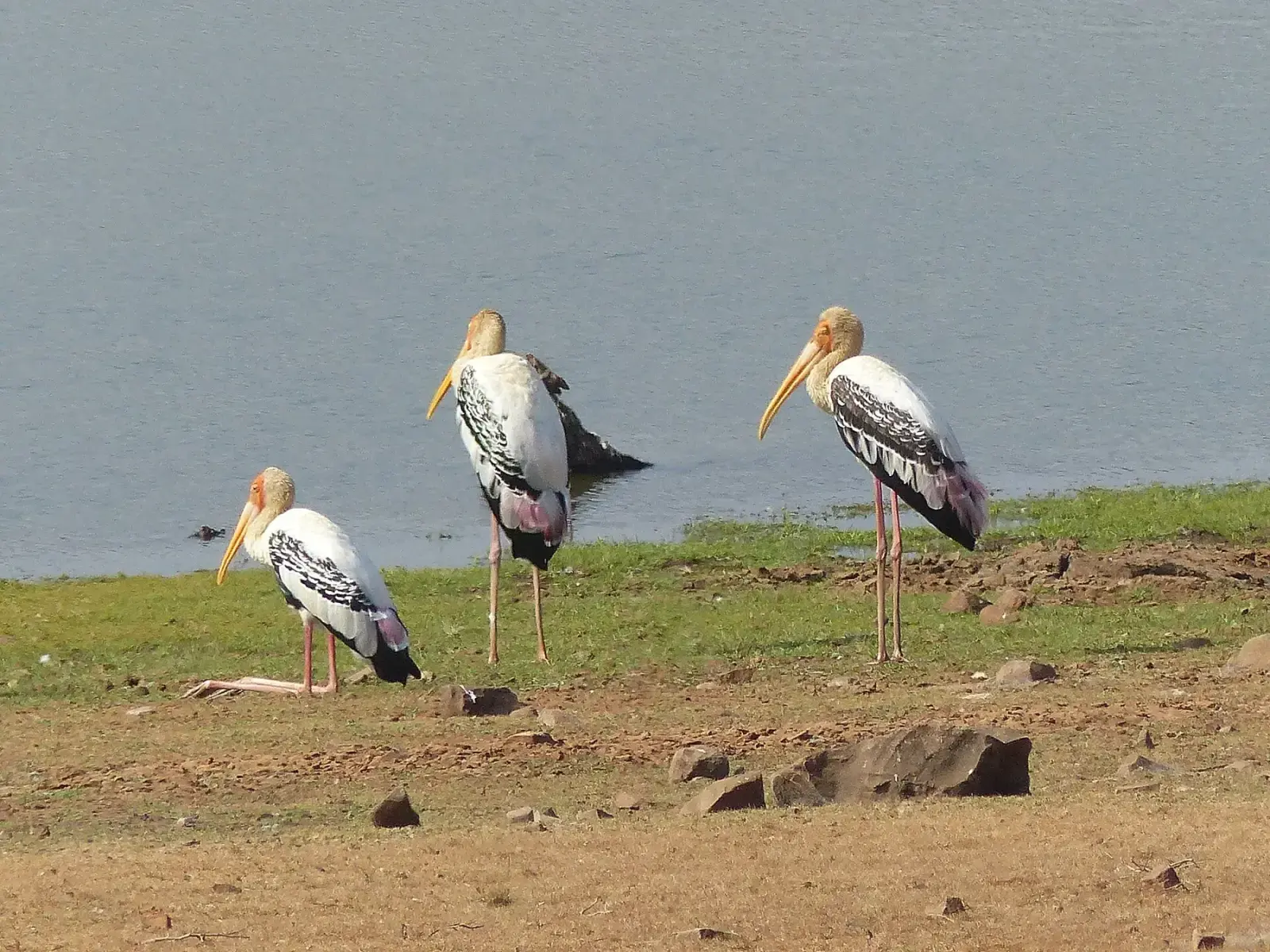 Three painted storks standing on the shore of a Tadoba lake