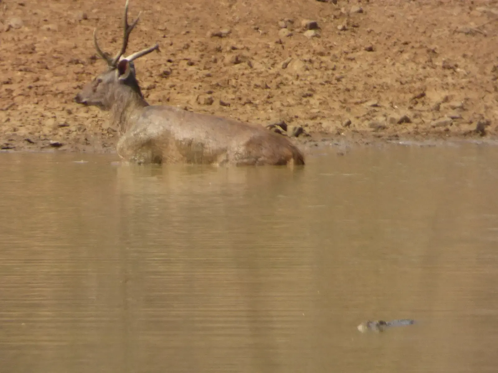 Sambar deer wading in the Pandharpauni waterhole in Tadoba