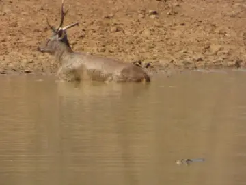 Sambar deer wading in the Pandharpauni waterhole in Tadoba