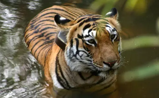 Radio-collared tigress cooling off in water in Tadoba-Andhari Tiger Reserve