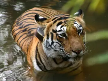 Radio-collared tigress cooling off in water in Tadoba-Andhari Tiger Reserve